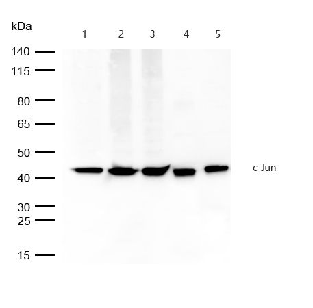 c-Jun Antibody