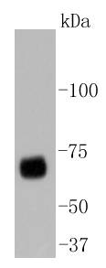 YAP1 Antibody