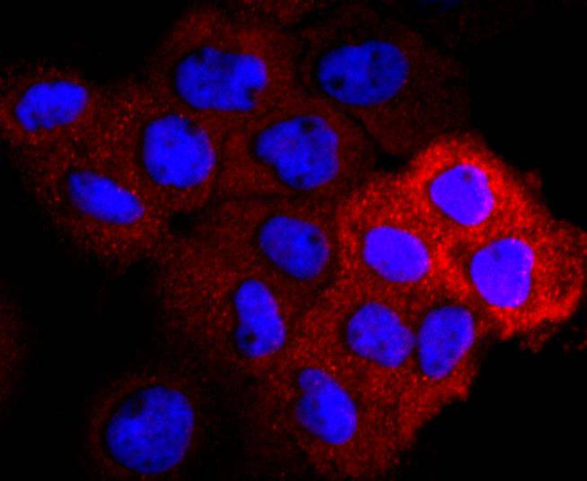 VEGF Receptor 2 Antibody