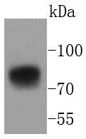 5T4 Antibody