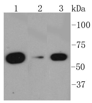 AMPK alpha 1 Antibody