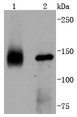 TrkA Antibody