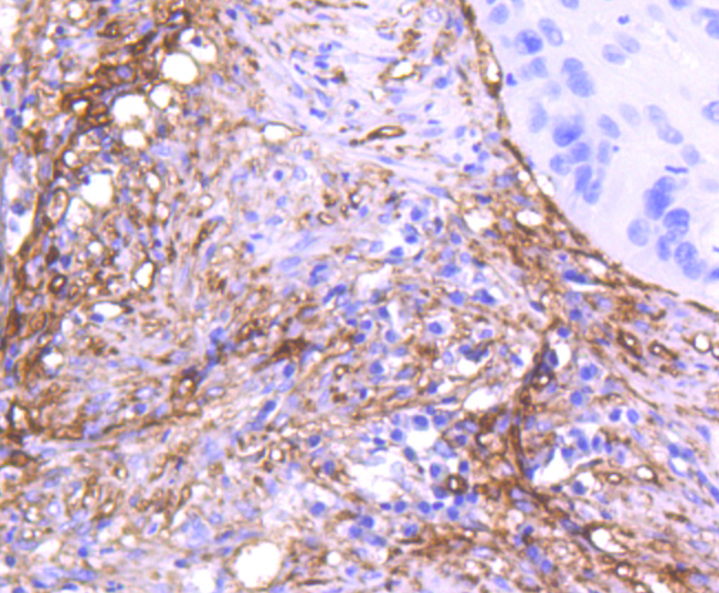CD90 Antibody