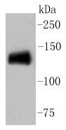 CD31 Antibody