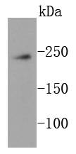 mTOR Antibody