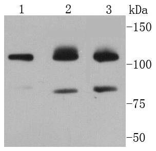 PARP Antibody