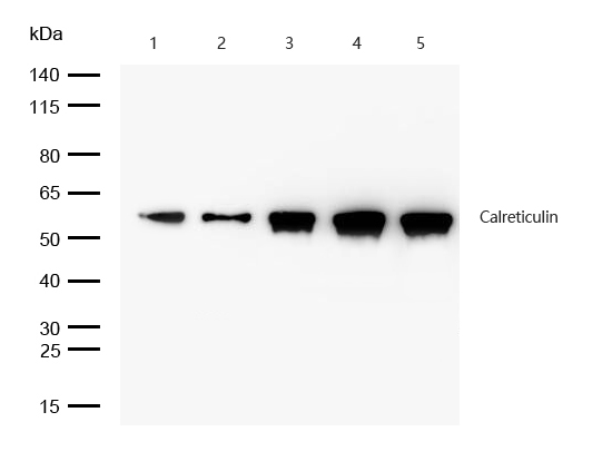 Calreticulin Antibody