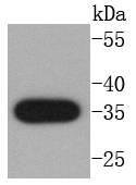 active+pro Caspase 3 Antibody