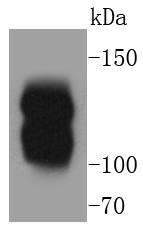Myosin light chain kinase Antibody