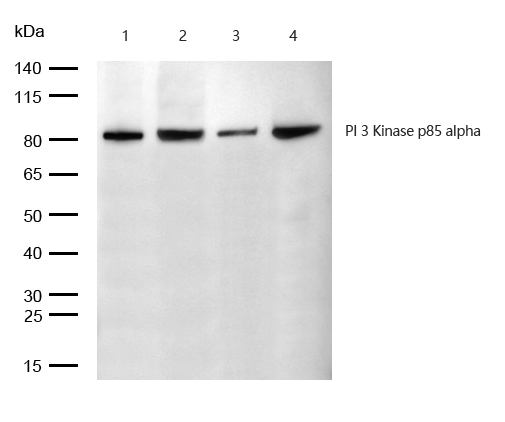 PI 3 Kinase p85 alpha Antibody