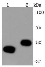 YB1 Antibody