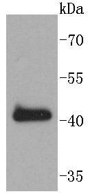 SOX18 Antibody