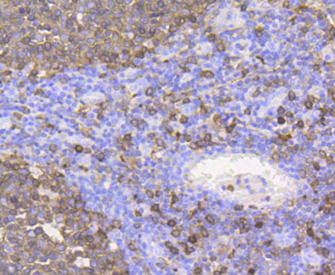 Stathmin 1 Antibody