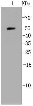 Ubiquitin Antibody