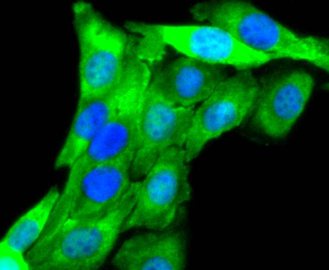 Aurora A Antibody