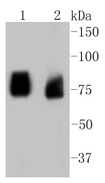 ASH2L Antibody