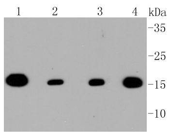 TOMM20 Antibody