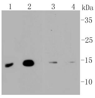 MAP1LC3A Antibody