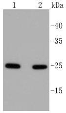 Rab5 Antibody