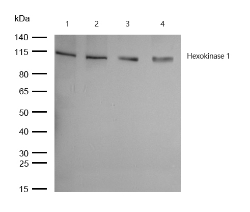 Hexokinase 1 Antibody