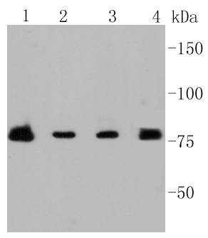PI 3 Kinase p85 beta Antibody