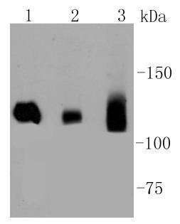 Dnmt3a Antibody