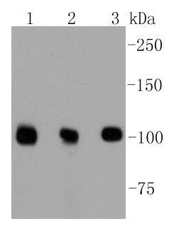 DGCR8 Antibody