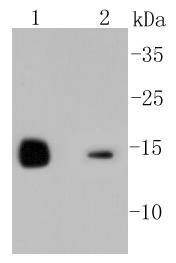Lysozyme Antibody