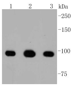 ATP citrate lyase Antibody