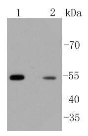 beta Arrestin 1 Antibody