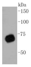 PRMT5 Antibody