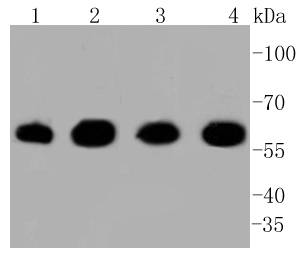 Hsp60 Antibody