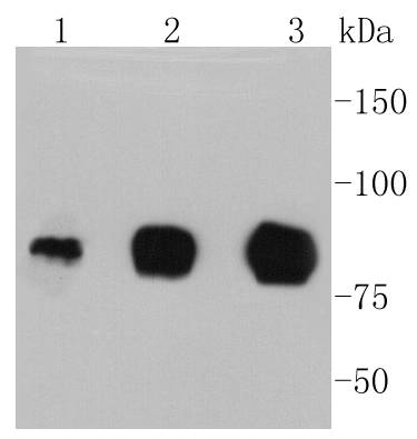 ICAM1 Antibody