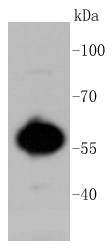 AKT1/2/3 Antibody