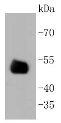 CD4 Antibody