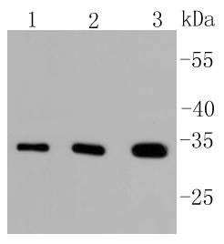 PIM1 Antibody