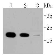 Cyclophilin B Antibody