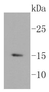 Histone H3.3 Antibody