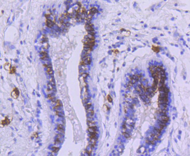 c-Kit Antibody