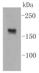 nNOS Antibody