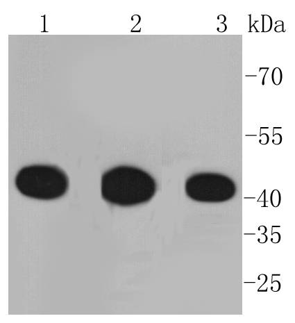 PGK1 Antibody