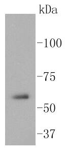 Src Antibody