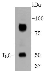 HIF beta Antibody