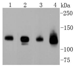 Neuropilin Antibody