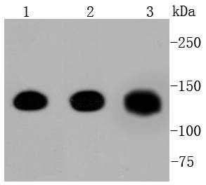 Pan-Cadherin Antibody