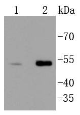 Chk1 Antibody