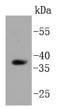 HtrA2/Omi Antibody