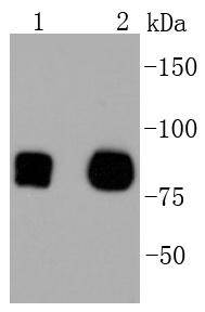CD44 Antibody