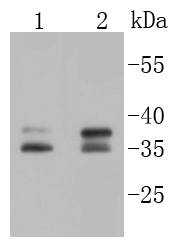 MSI2 Antibody
