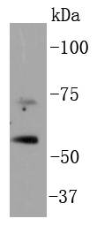p73 Antibody